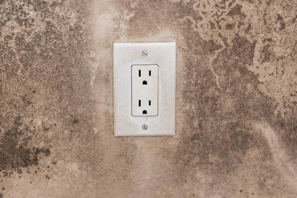 Best Environmental Consulting for Mold Prevention  in Meiners Oaks, CA