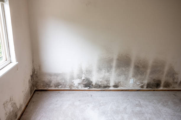 Best Mold Prevention Services  in Meiners Oaks, CA
