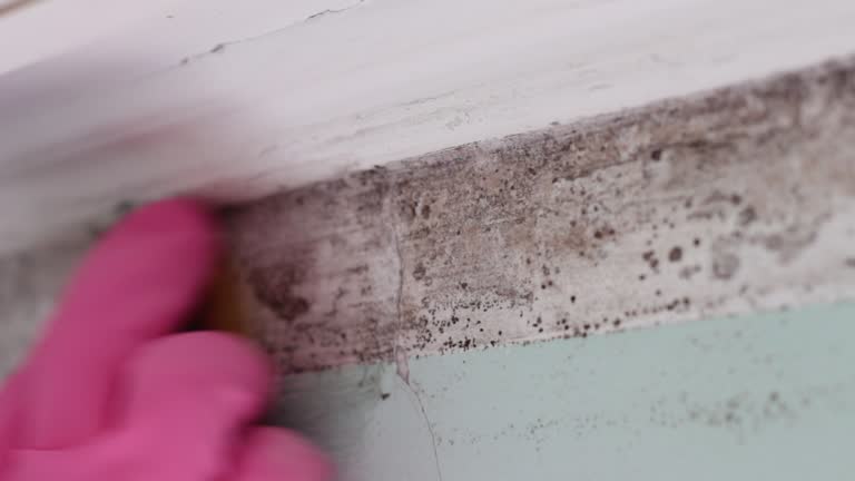Environmental Consulting for Mold Prevention in Meiners Oaks, CA